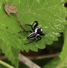 Dendryphantes zygoballoides