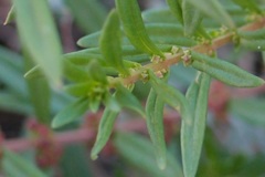 Ammannia baccifera
