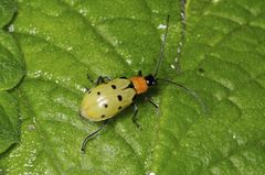 Diabrotica decempunctata