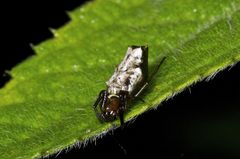 Micrathena pupa