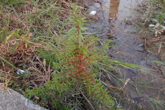 Ammannia baccifera