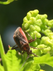 Taedia