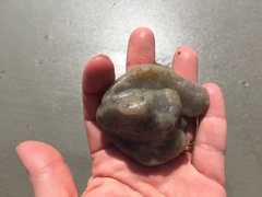 Aplidium stellatum