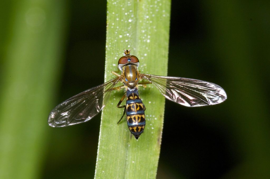 Toxomerus nasutus