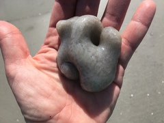 Aplidium stellatum