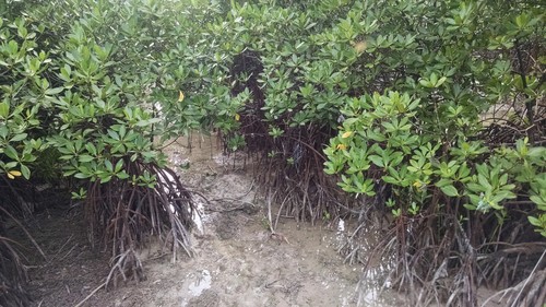 Rhizophora observed 2014-12-31