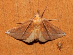 Phyprosopus callitrichoides