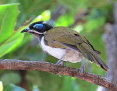 Blue-Faced Honeyeater photo 2