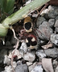 Dasymutilla sicheliana