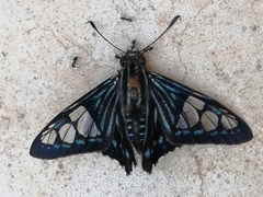 Phocides belus