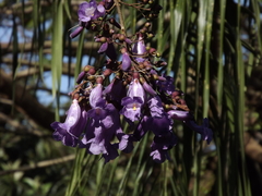 Jacaranda puberula