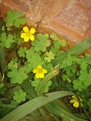 Oxalis