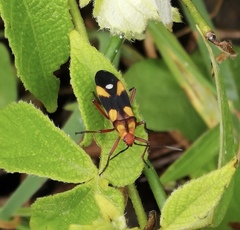 Oncopeltus guttaloides