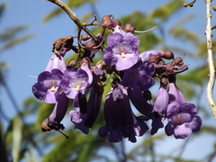 Jacaranda puberula