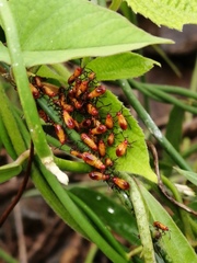 Oncopeltus guttaloides