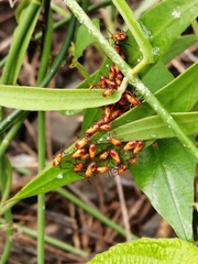 Oncopeltus guttaloides