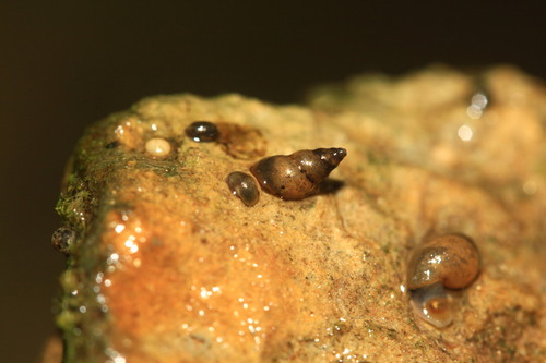 Potamopyrgus antipodarum