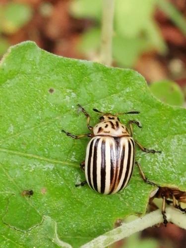 Colorado Potato Beetle