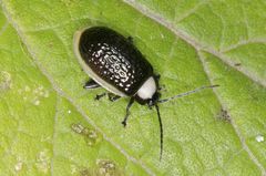 Asphaera albomarginata
