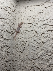 Hemidactylus turcicus