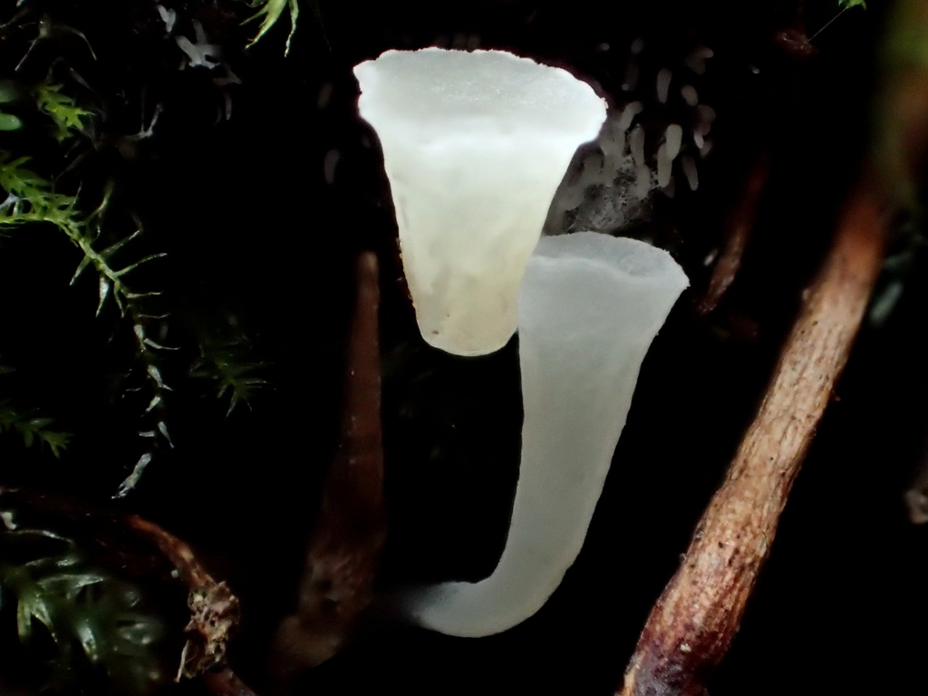 Clavicorona
