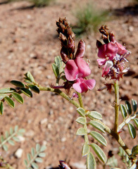 Indigofera basedowii