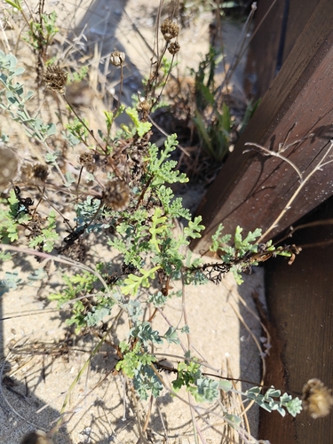 Sea Chamomile