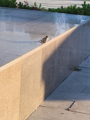 House Sparrow