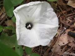 Ipomoea scopulorum