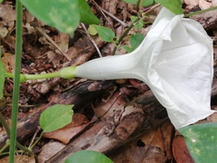 Ipomoea scopulorum