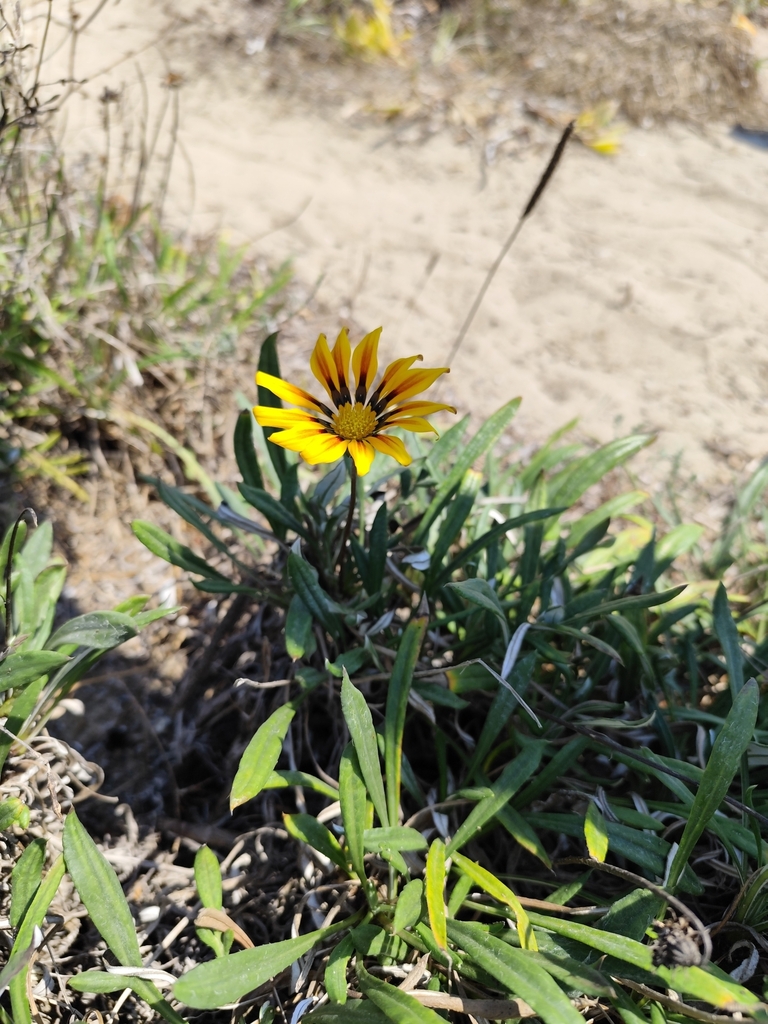 Trailing Treasureflower