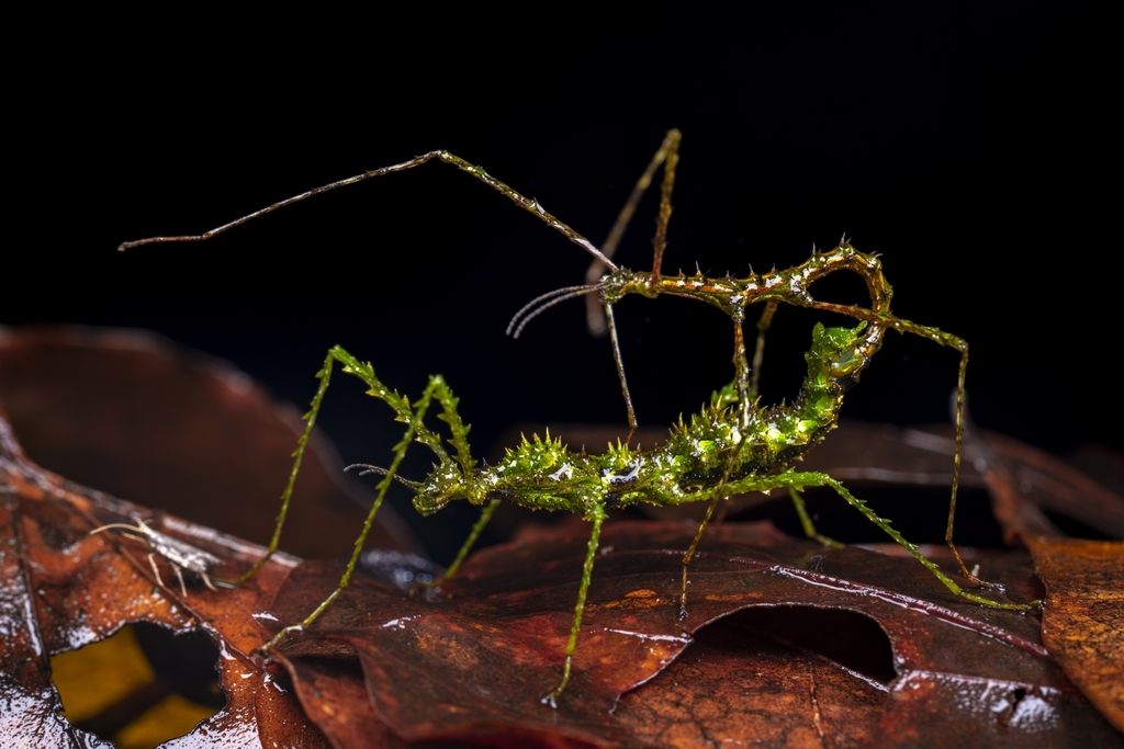 Cnipsomorpha