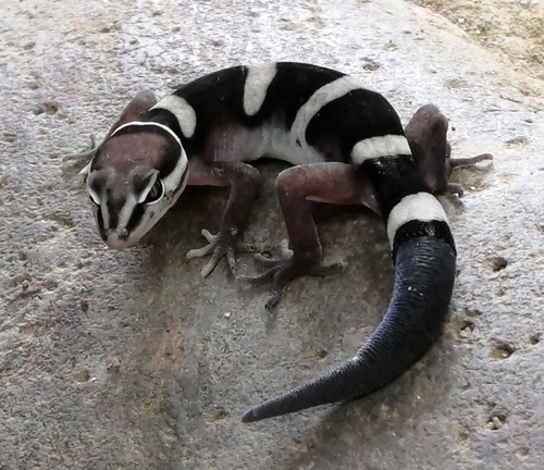 Black Banded Gecko