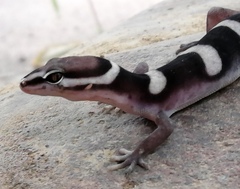 Black Banded Gecko photo 5