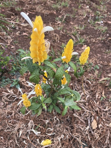 golden shrimp plant