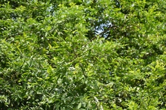 Achatocarpus nigricans