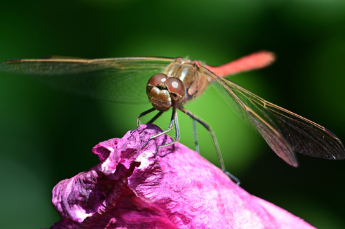 Vagrant Darter, Netherlands, photo 9 of 10