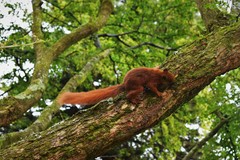 Sciurus granatensis