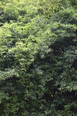 Achatocarpus nigricans