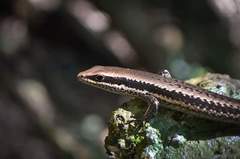 Aspronema dorsivittatum