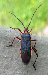 Plinachtus acicularis