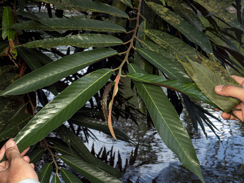 Dipterocarpus oblongifolius observed 2025-05-11