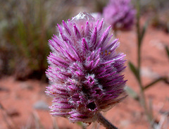 Ptilotus helipteroides