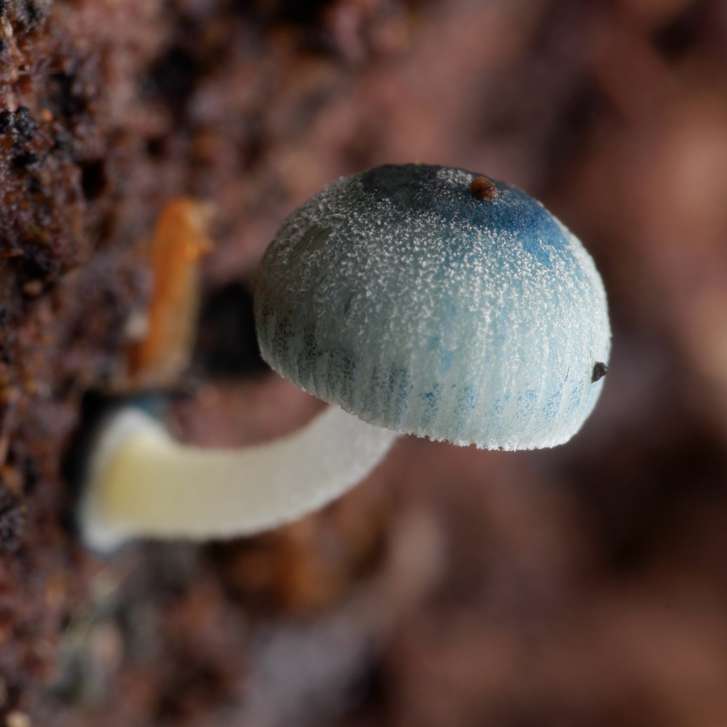 Mycena interrupta · August 2025 · photo: © celadonfern (iNaturalist, cc-by)