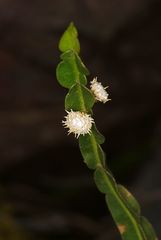 Baccharis genistelloides