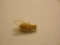 Chyromyidae