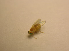 Chyromyidae
