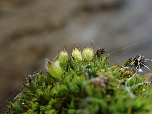 Orthotrichum alpestre