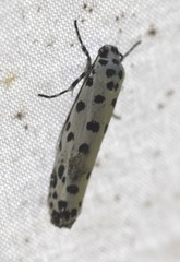 Ethmia clytodoxa