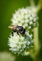 Scaptotrigona bipunctata